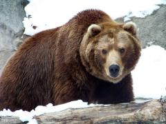 Turiştii de pe pârtia din Clăbucet au fost surprinşi de un urs