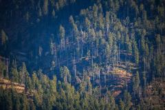 Criza  lemnului explodează anul viitor, prețurile la Romsilva s-au dublat