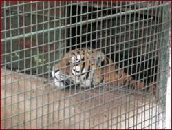 Zoo Craiova - Prea stresate pentru standardele UE