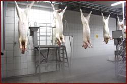 Alimentatie - Carne si lapte de la animale clonate
