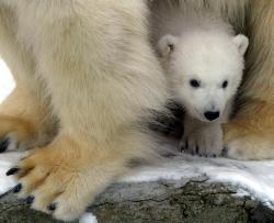 Campanie Greenpeace  -  Salvati ursul polar de la disparitie
