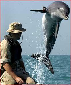 Delfini cu trese pe inotatoare - Marina SUA foloseste mamifere acvatice in misiuni speciale