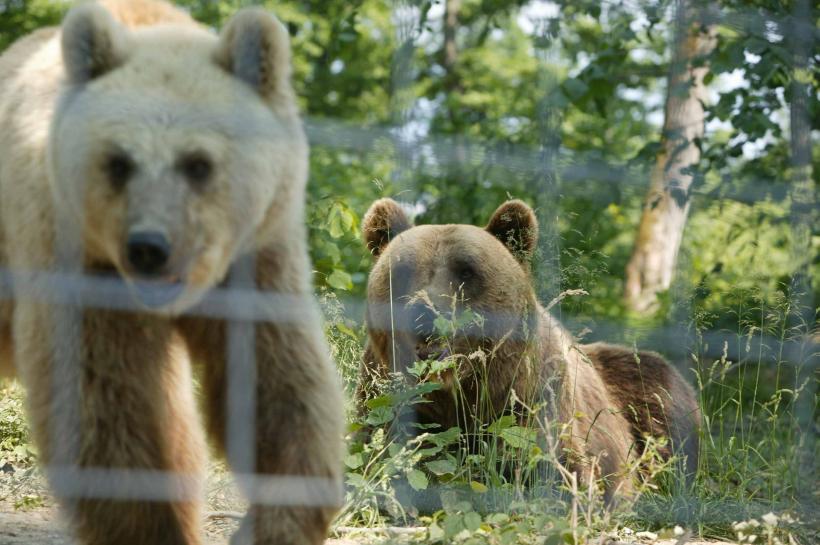Salvaţi urşii din captivitate! 