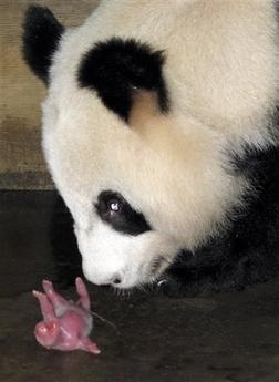 Urşii panda, din pădurile Chinei in cyberspaţiu