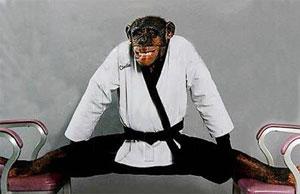 Un cimpanzeu a obţinut centura neagră la karate!