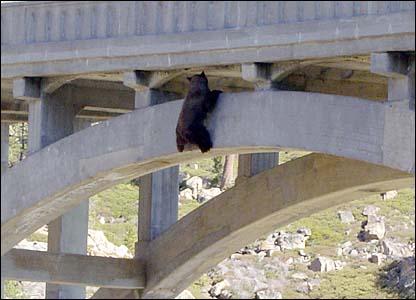 Un urs puţin adaptat la infrastructura rutieră