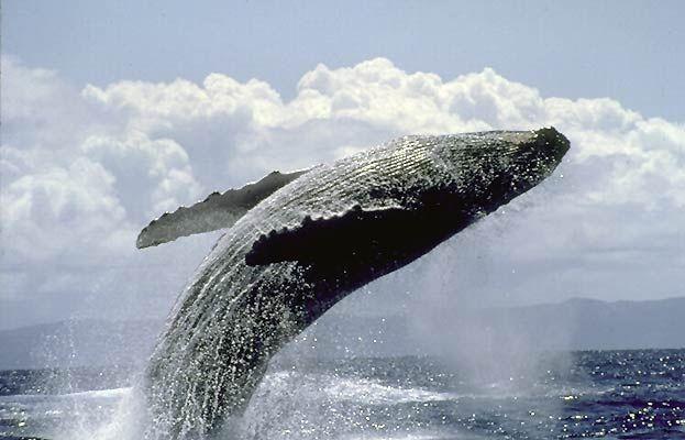 Balenele cu cocoaşă  exterminate in Japonia