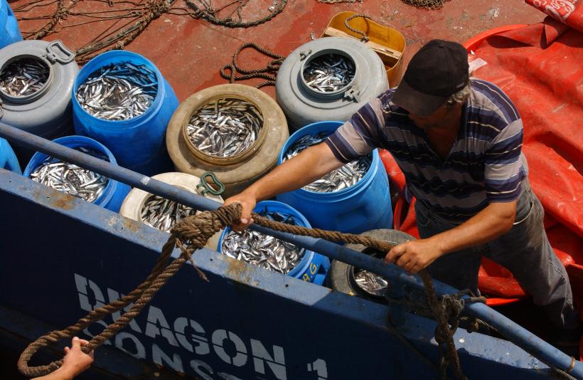 Calcan şi şprot - Comisia Europeană impune restricţii de pescuit 