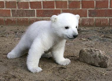 Specii ameninţate cu dispariţia - Ursul polar inca in  aşteptare