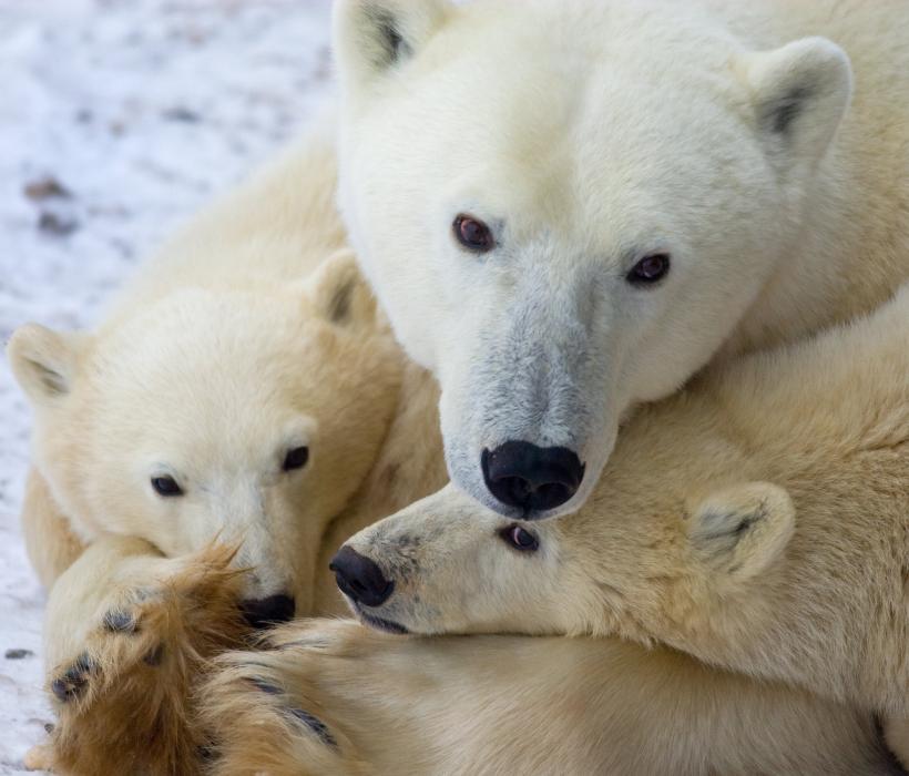Scandal - Ursul polar, specie încă nepericlitată