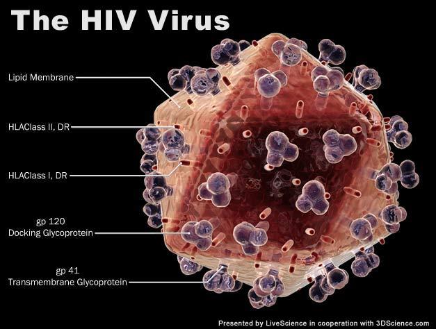 Au fost identificate 273 de proteine umane atacate de virusul HIV 