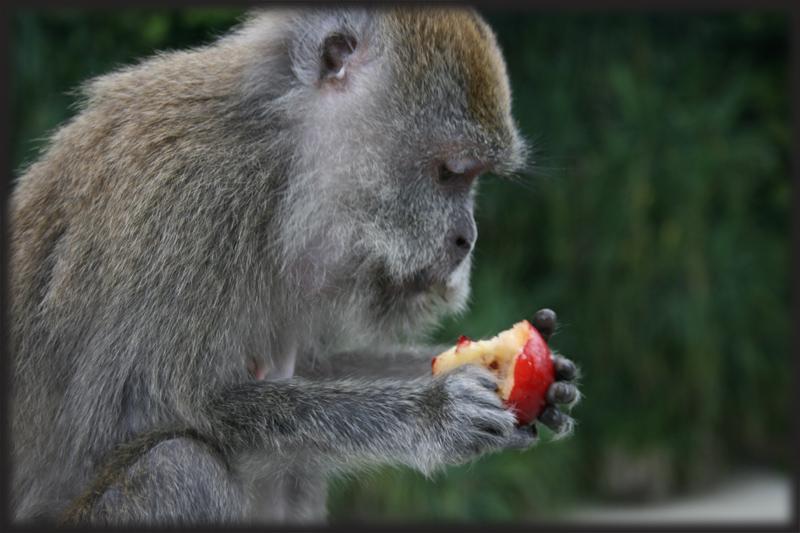 Pangkor Laut – Monkey business
