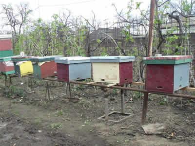 Lipsa subvenţiilor, distruge albinele în Sălaj