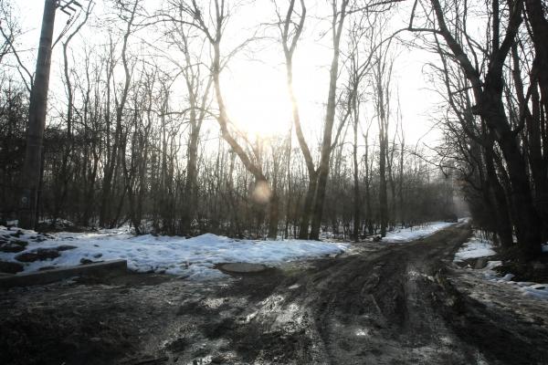 Pădurea Băneasa, asfaltată pas cu pas