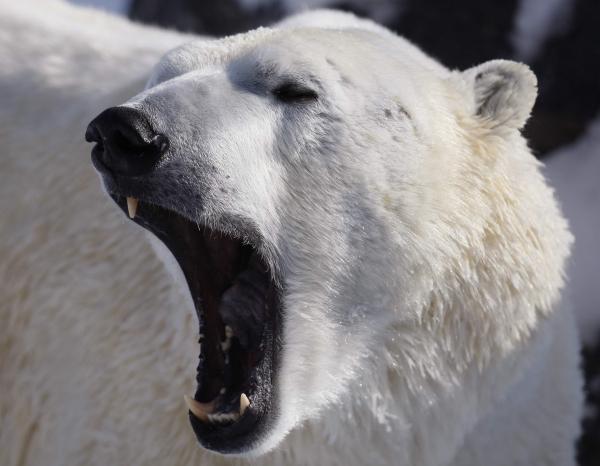 Rusia - Braconajul urşilor polari, în creştere