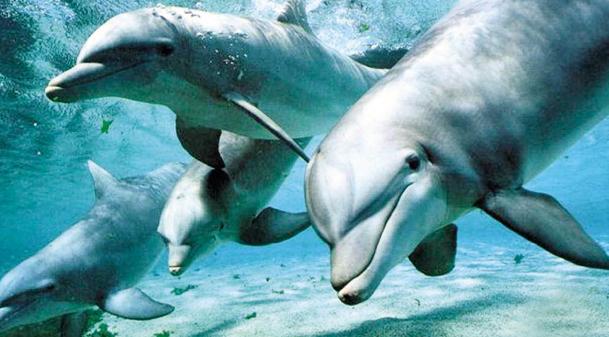Mor delfinii din Marea Neagră!