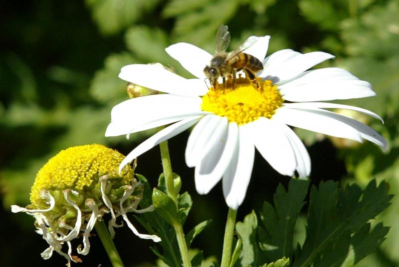 Studiu: Poluarea afectează albinele