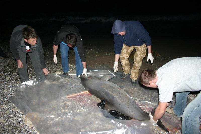 Marea Neagră - Delfinii mor din cauza braconierilor 
