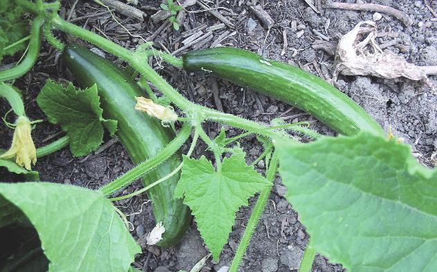 Prinţul cucurbitaceelor 18363359