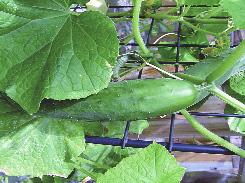 Prinţul cucurbitaceelor 18363363
