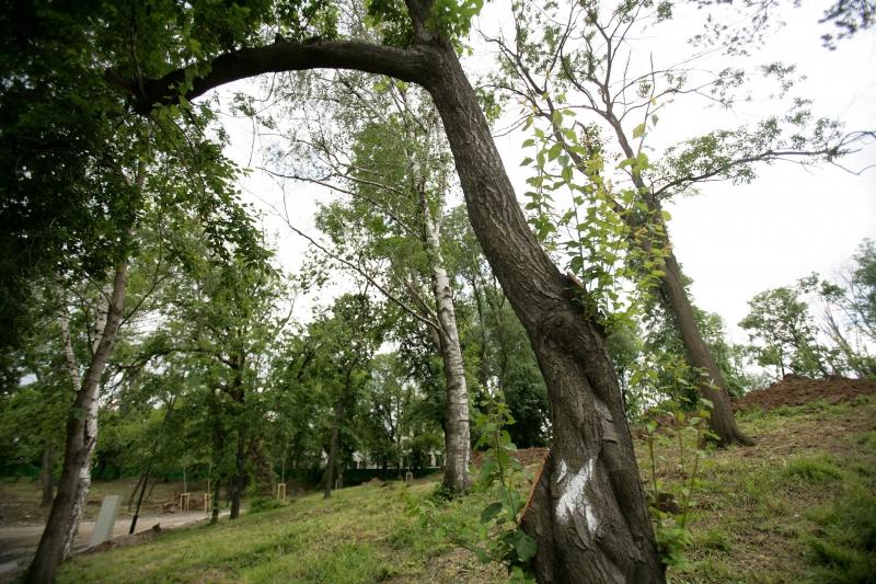 Copaci otrăviţi în Parcul Bordei