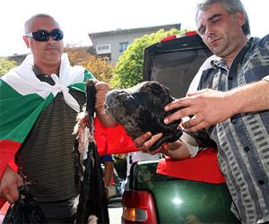 Bulgaria – Protest / Capete de animale, cadou pentru guvernanti