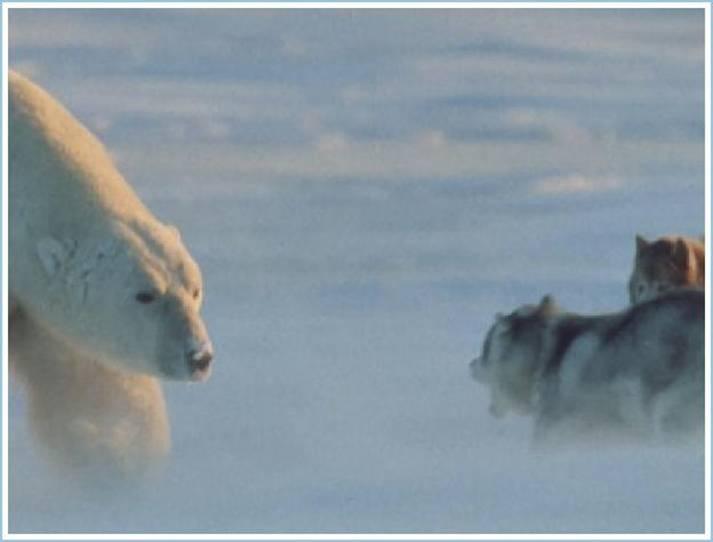In salbaticie - Urs polar vs. husky