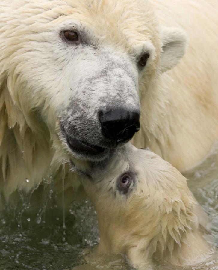 Campanie Greenpeace - Salvaţi ursul polar de încălzirea globală