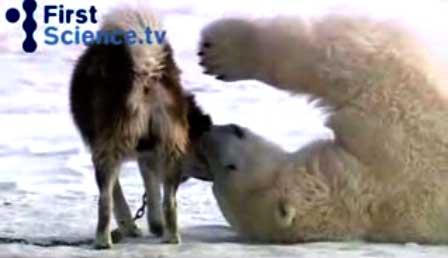 Video - Cercul polar, teren de joacă pentru husky şi urşii polari