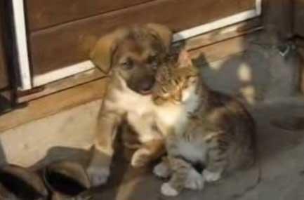 Video - Romeo şi Julieta, canin şi felin