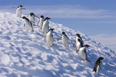 &Icirc;ncălzirea globală ameninţă pinguinii