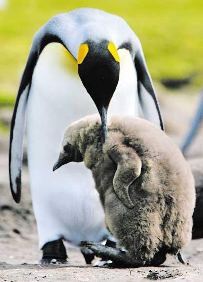 &Icirc;NCĂLZIREA GLOBALĂ - Pinguinii, ameninţaţi