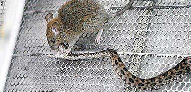 Un soricel curajos a omorat o vipera! 