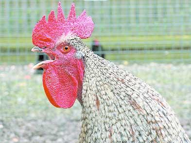 GERMANIA - Virusul gripei aviare