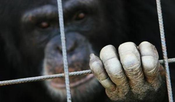 CE vrea să interzică experimentele pe primatele de talie mare