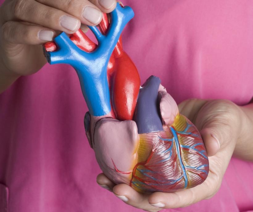 Descoperire: O nouă terapie pentru insuficienţa cardiacă