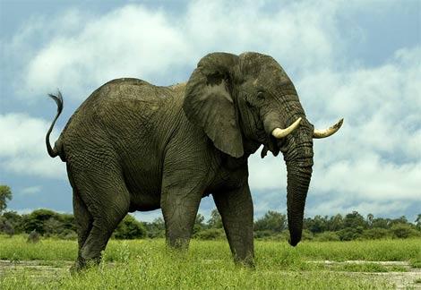 La grădina zoologică, elefanţii trăiesc mai puţin