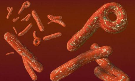 A fost descoperită structura proteinei cheie a virusului Ebola