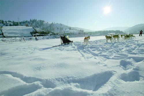Snow dogs 2009