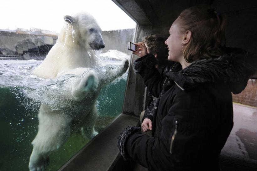 Tandreturi de urs polar - foto