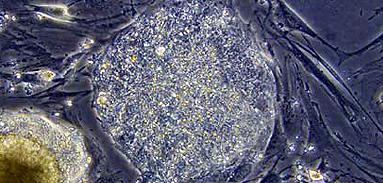 Embrionii hibrizi om-animal nu produc celule stem  