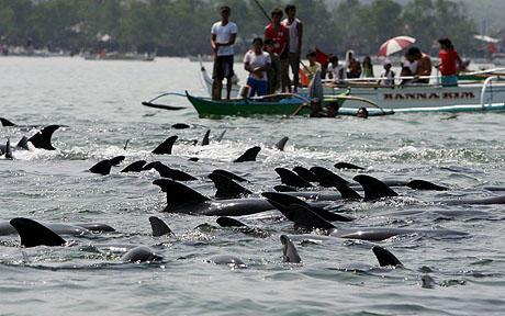 Peste 200 de delfini au eşuat pe plajele din Filipine