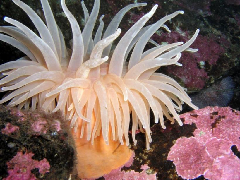 Trei noi specii descoperite într-o călătorie spre fundul oceanului