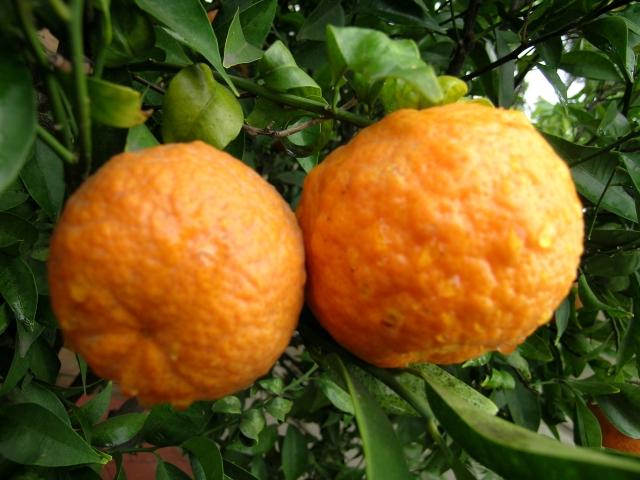 Motiv de gâlceavă /  Spaniolii şi israelienii se ceartă pe mandarine
