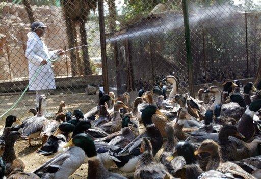 Virusul H5N1, al gripei aviare, loveşte în Egipt