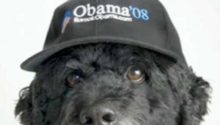 Bo: Câinele de la Casa Albă