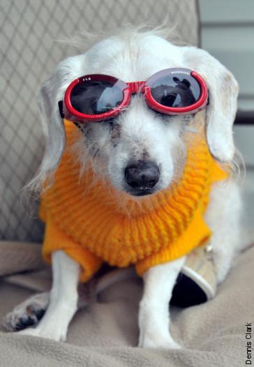 Chanel, cel mai bătrân câine din lume (Foto)