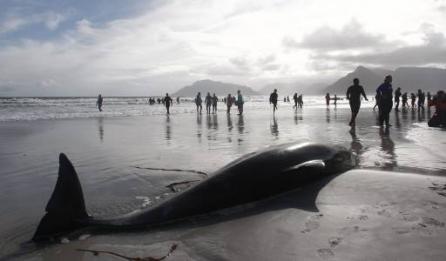 Africa de Sud / Zeci de balene au eşuat pe o plajă. 30 au fost eutanasiate