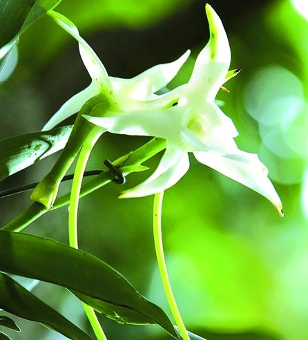 Apreciaţi orhideele botanice