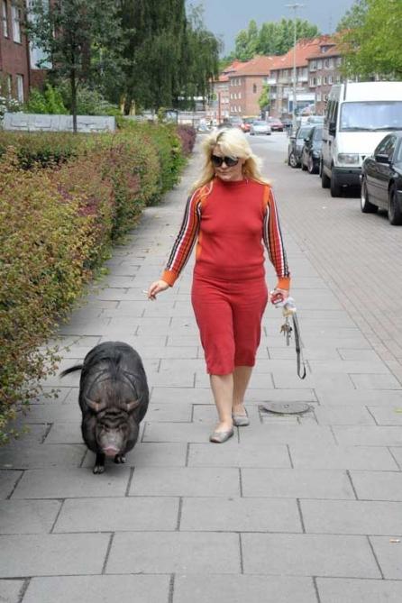 Paloma, un porc de apartament 18370717